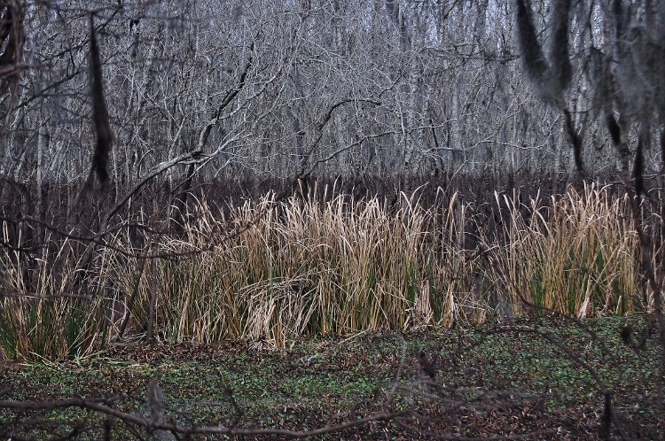 brazosbend landscape
